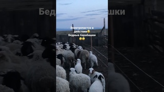 Электропастух, как приучить