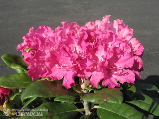 рододендрон вечнозеленый hellikki. рододендрон hellikki. рододендрон хеллике. рододендрон азалия hellikki хелликки. рододендрон гибридный hellikki.