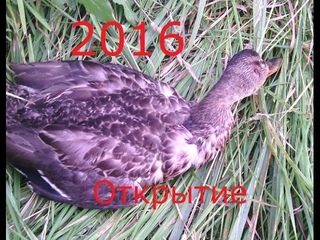 Открытие охоты 2016