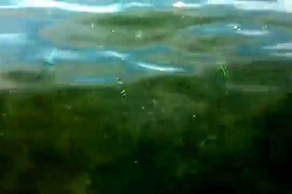 Как мы прикармливали рыбу в Дауине (Филиппины)
