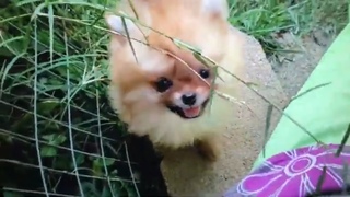 These Adorable Pom Pom Puppies are So Cute, You’ll Want One Too!
