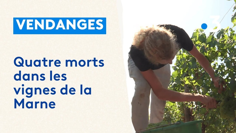Vendanges : quatre morts dans les vignes de la Marne suite aux fortes