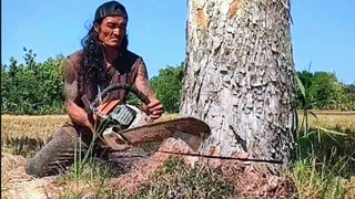 SANGAR !! Gergaji Mesin STIHL MS381 Tebang Pohon MAHONI Rubuh ke jalan