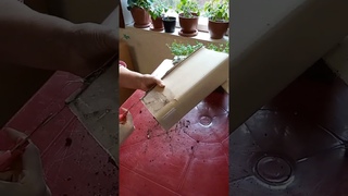 Распечатываем новую посылку с очень красивой бегонией и другими