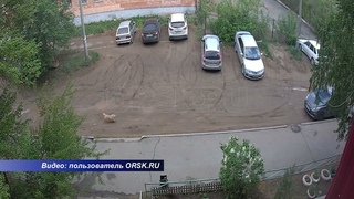 В Орске стая животных гонится за мальчиком