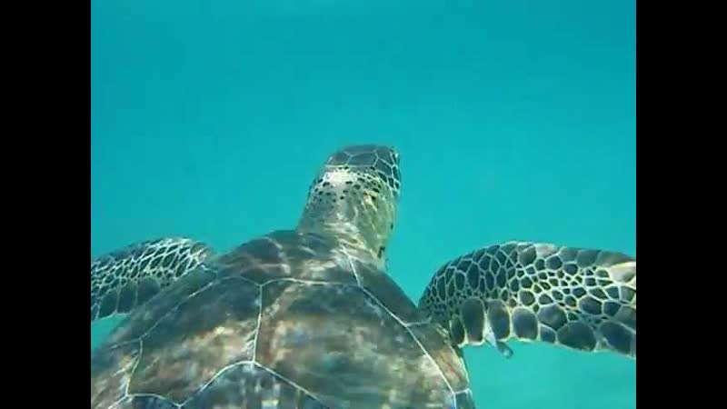 Tortuga. Akumal. Riviera Maya. México. Ривьера Майя.