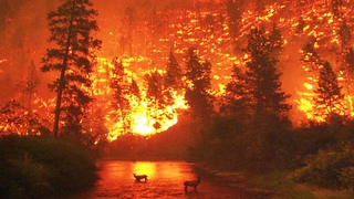 Himalayas on FIRE!  Severe Wildfire rages in Uttarakhand. India forest fire.