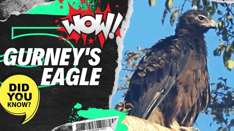 Gurneys eagle