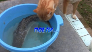 Поели..теперь и поспать можно.