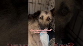 Это конец, нам отказывают в лечении животных, из-за долга более 96 тыс/