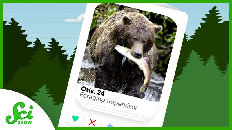 Trees: The Dating Apps For