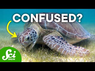 5 Animals That Make Terrible Decisions