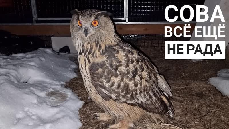 Пришла к сове Ёлке в гости с вкусным, а она не рада. Всё, как