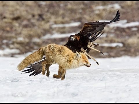 El aguila real, Grandes Documentales