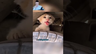 Испуганный котёнок изо всех сил убегал от человека который хотел помочь😰 #шортс