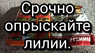 Чем опрыскать лилии от болезней и вредителей.