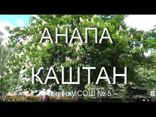 Анапа, 2016. Скверы Анапы. Каштаны цветут. Катальпа. Маклюры. Церсис (багряник). 5 мая 2016