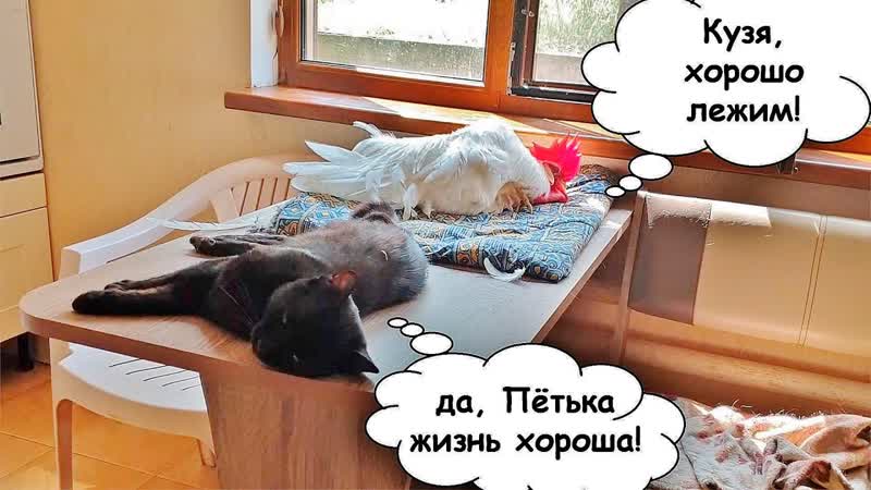 Петя и компания. Часть 44 (удивительный день петушка