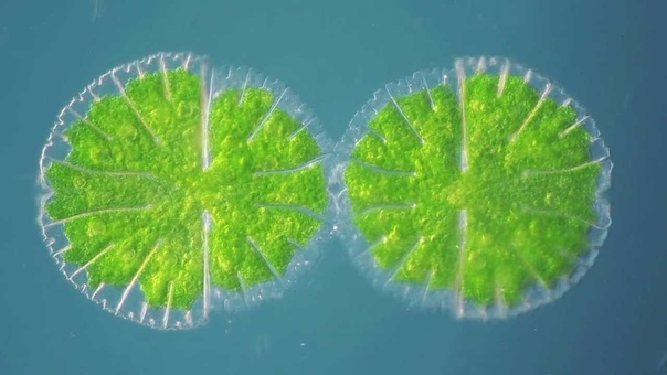 Micrasterias thomasiana