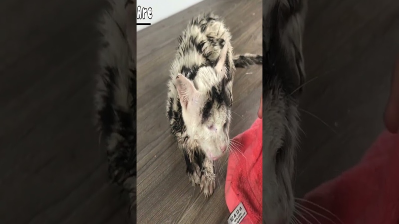 The Cat Abandoned In The Rain, Cold, Shrinking for Protect Herself No one heeded his plea for