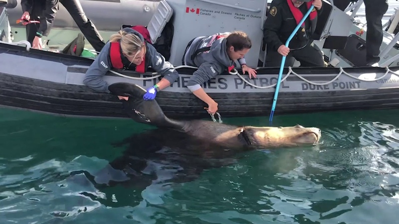 500kg Steller Sea Lion Rescued From Plastic Packing