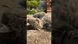 Уберите эмоции, живите чувствами как Барсик! #catvideos #cat #barsik #котбарсик