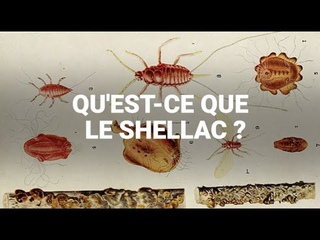 Qu'est-ce que le shellac, additif issu d'insectes retrouv dans des aliments