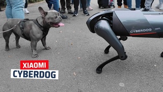 As es el Cyberdog de Xiaomi, lo hemos probado en MWC 2022