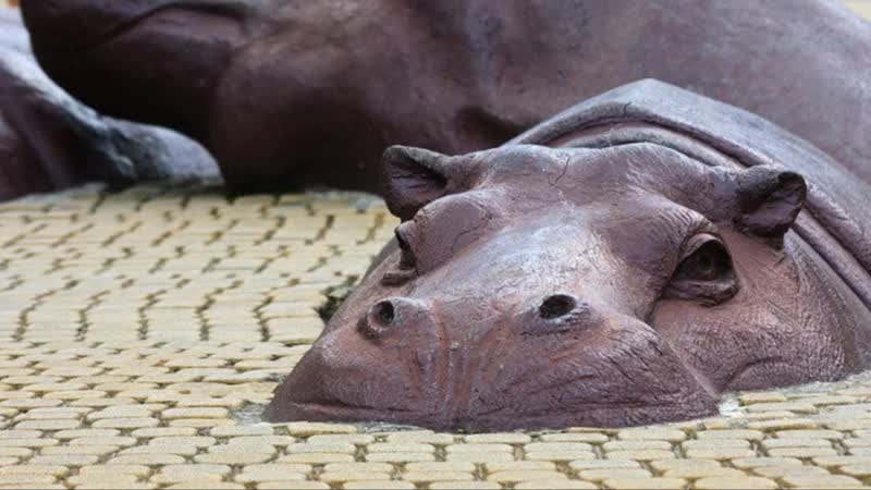Скульптура гиппопотамы тайвань. Скульптура гиппопотамы тайвань. Дарвиновский музей бегемот. Скульптура гиппопотамы тайвань. Бегемот скульптура.