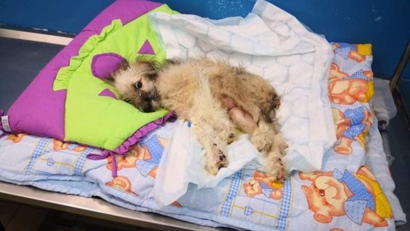 He was left very weak, motionless even taking his last breathing but miracle will