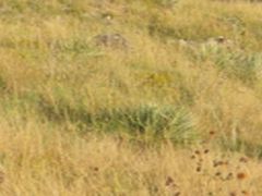 co71_Prairie_09