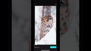 Простые фильмы в приложении CapCut из видео+фото. Разные способы обрезки видео.
