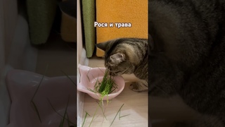 #Ухта Рося и траваРеспублика Коми2024