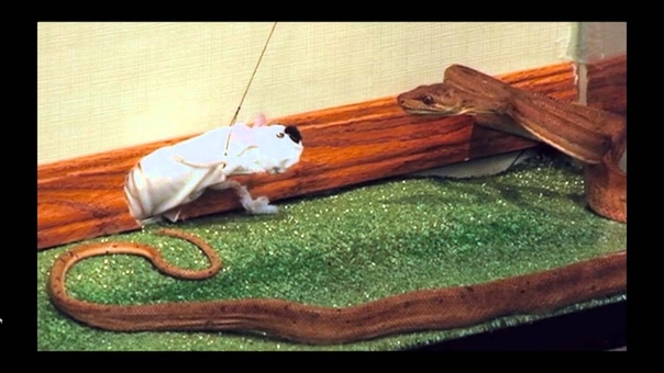 Jack Ass Part Two The Puppet Show Snake and the Lonely