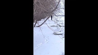 Panoptix уплыл на льдине пока ходили на берег попить чай.