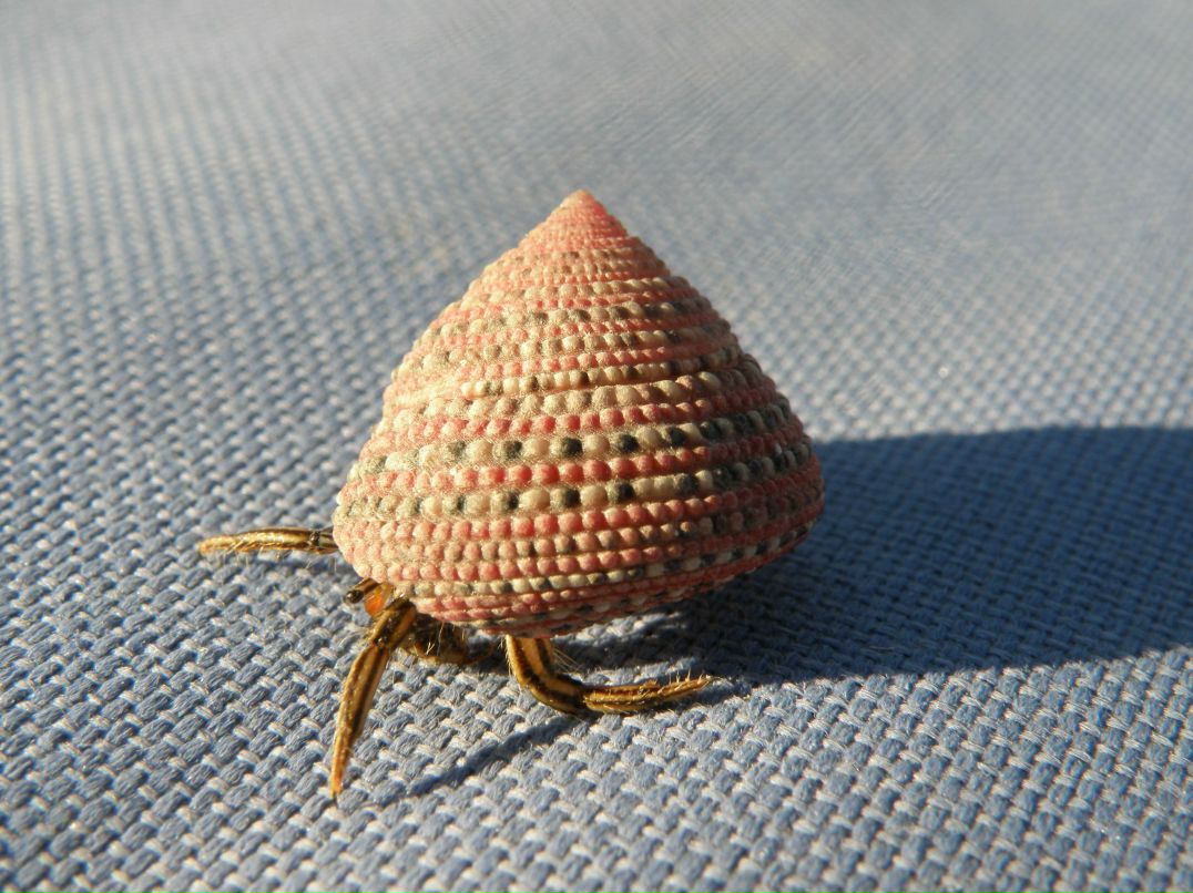 Надежда Цыганкова | Тольятти