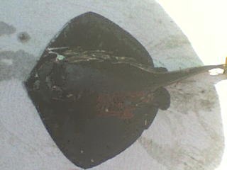 Сергей Фалеев | Севастополь