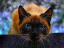 Фотография Ковалева Александра