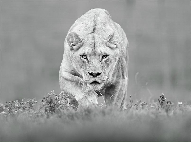 Avrora Катюшка | Port Louis