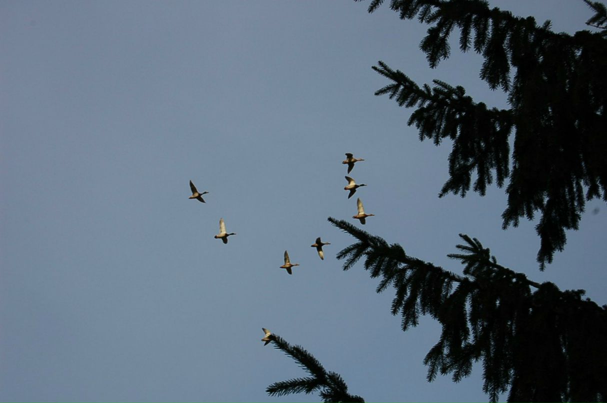 Анатолий Романов | Санкт-Петербург