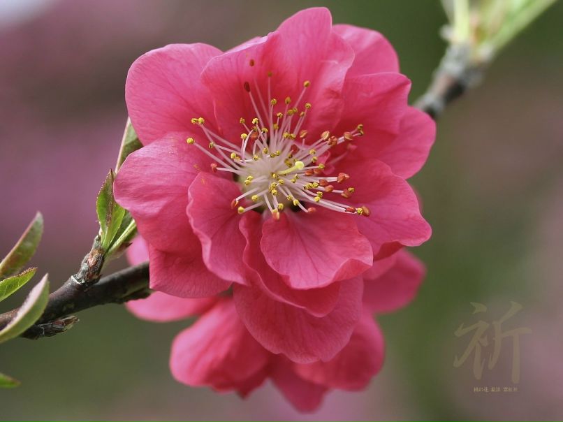 Ирина Здражевская | Los Angeles