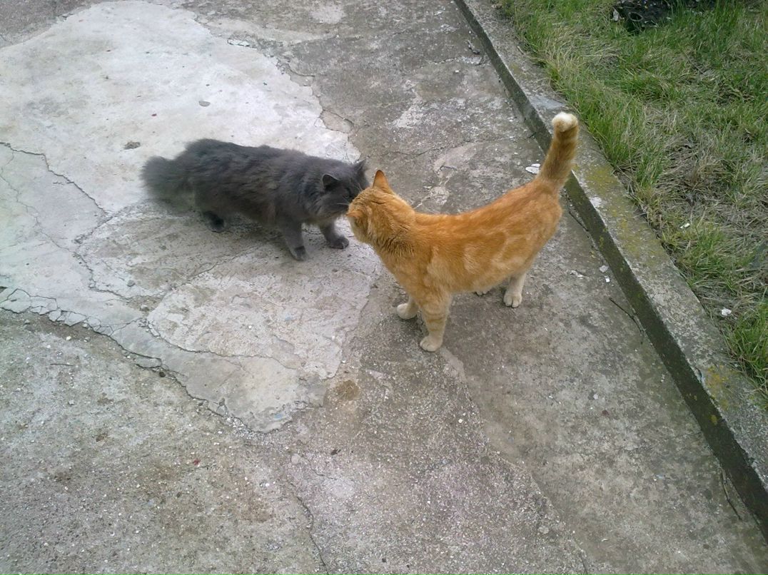 Максим Дешук | Одесса