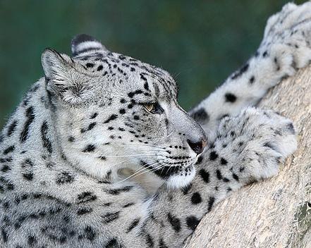 Денис Лебедев | Североуральск