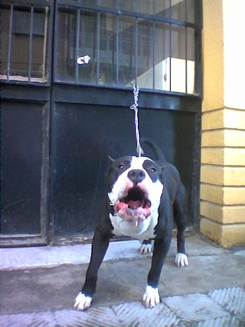 Давид Тедеев | Владикавказ