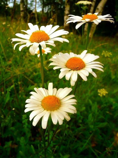 №13, Алеся Григорьева №13, Алеся Григорьева