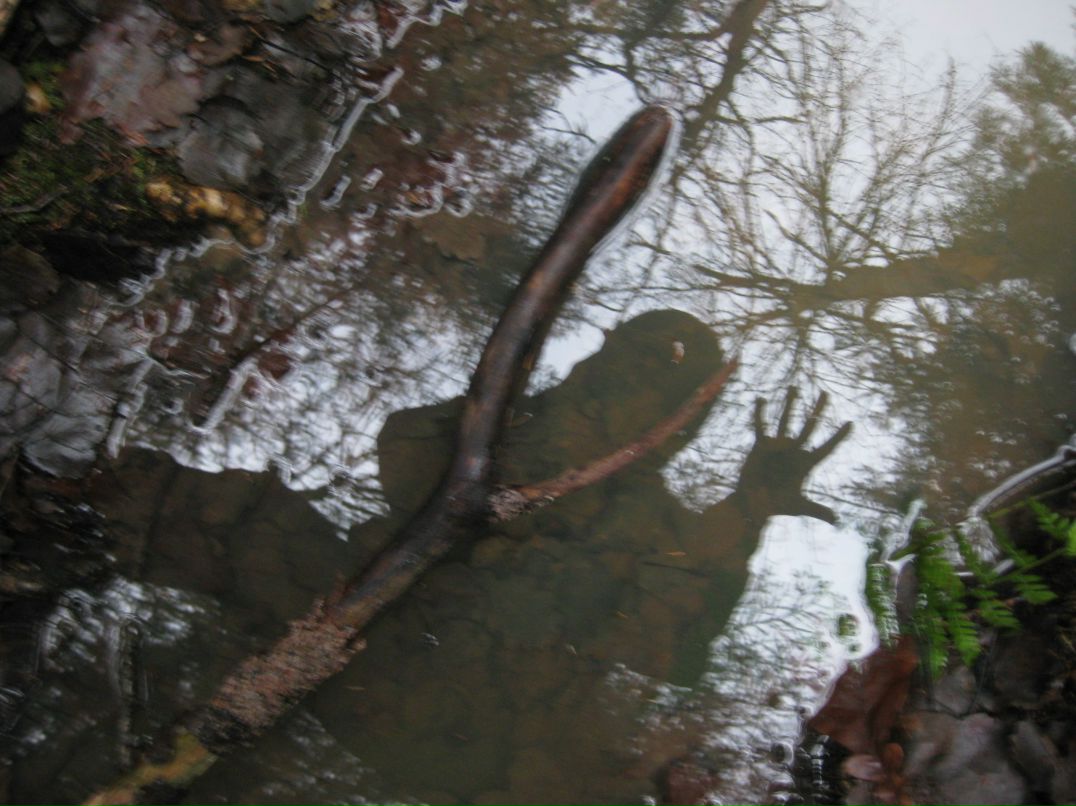 Николай Дзюба | 