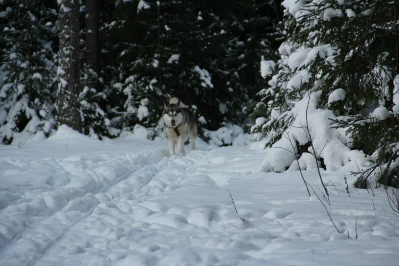 Ирина Кузьмина | Тихвин