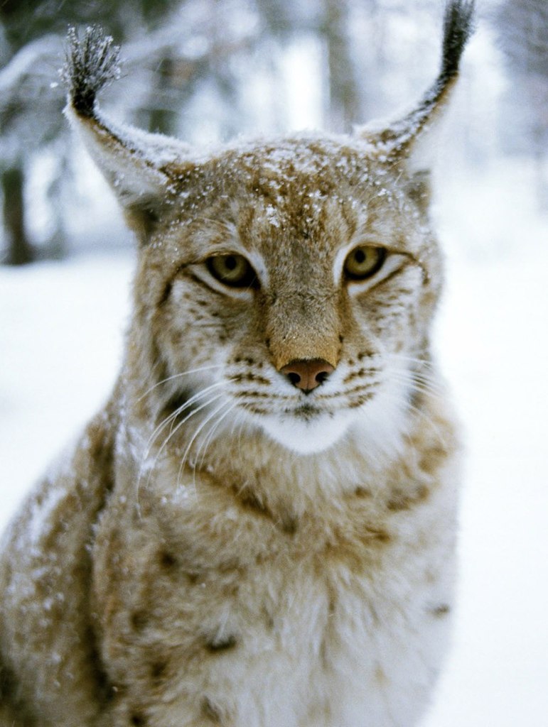 Наташа Немкова | Самара