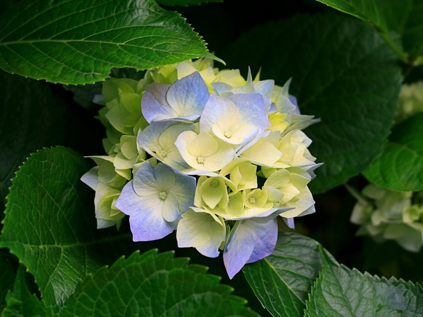 №76, Даша Лис, Белозерское №76, Даша Лис, Белозерское