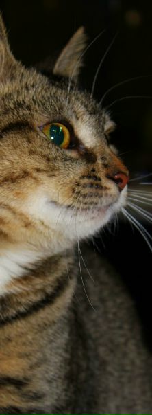 №8, Зуева Дарья, Санкт-Петербург №8, Зуева Дарья, Санкт-Петербург